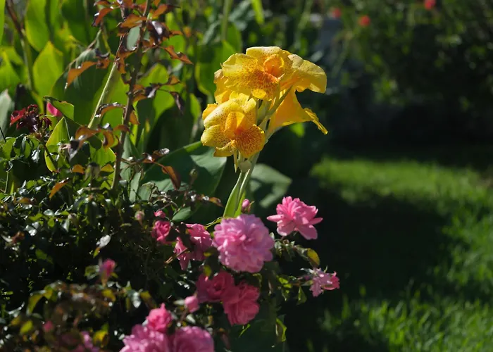 Dimitris Διαμέρισμα